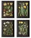 Napa Home & Garden Golden Botanical Study Set