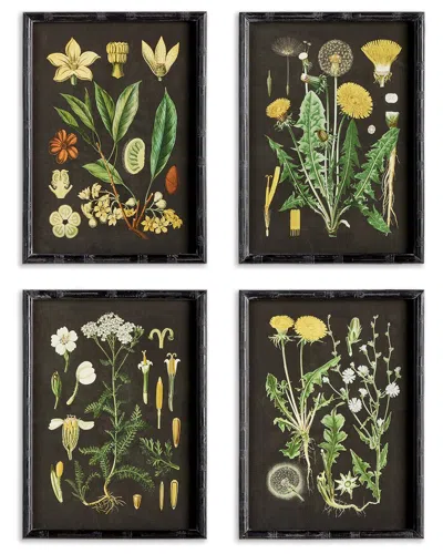 Napa Home & Garden Golden Botanical Study Set
