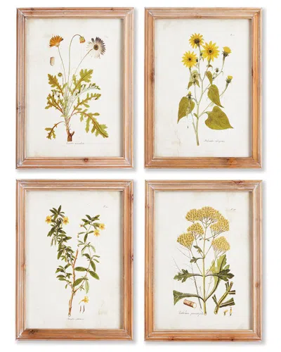 Napa Home & Garden Golden Wildflower Study Set
