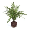 Napa Home & Garden 18in Maidenhair Drop-in For Pots In Green