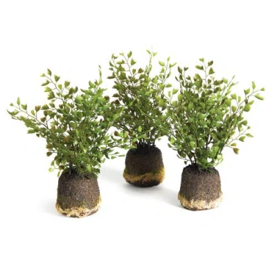Napa Home & Garden Maidenhair Drop-ins Set Of 3in In Green