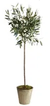 Napa Home & Garden Olive Tree In Pot, 46-inch
