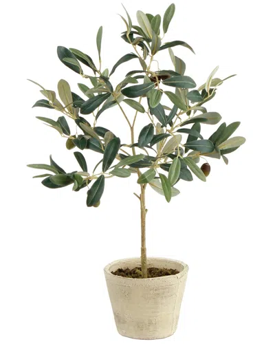Napa Home & Garden Olive Tree With Fruit In Pot 19.5 In Multi