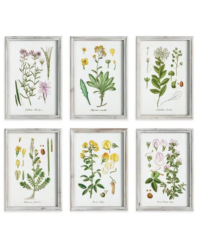 Napa Home & Garden Perennial Botanical Study Set