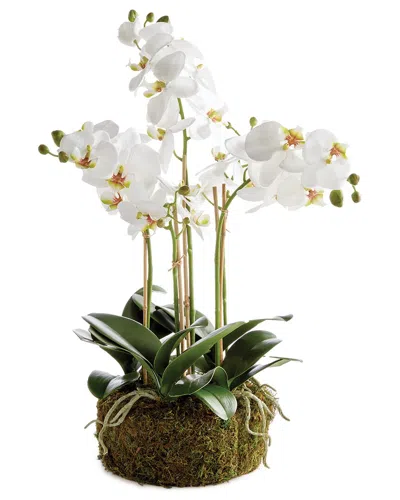 NAPA HOME & GARDEN NAPA HOME & GARDEN PHALAENOPSIS ORCHID BOWL DROP-IN