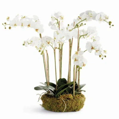 Napa Home & Garden Phalaenopsis Orchid Bowl Drop-in 35" In White