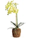 Napa Home & Garden Phalaenopsis Orchid Drop-in In Yellow