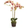 Napa Home & Garden Phalaenopsis Orchid Drop-in In Pink