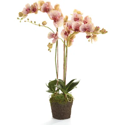 NAPA HOME & GARDEN NAPA HOME & GARDEN PHALAENOPSIS ORCHID FAUX (FAKE) DROP-IN 32"