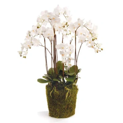 NAPA HOME & GARDEN NAPA HOME & GARDEN PHALAENOPSIS ORCHID FAUX (FAKE) DROP-IN 36"