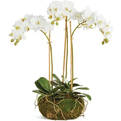 Napa Home & Garden Phalaenopsis Orchid Mini Garden In White