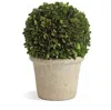 Napa Home & Garden Preserved Boxwood Ball In Grey Pot, 8-inch