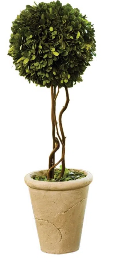 Napa Home & Garden Preserved Boxwood Single Ball, 23.25-inch In Green