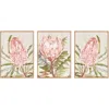 Napa Home & Garden Queen Protea Giclees, Set Of 3 In Pink