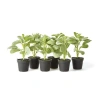 Napa Home & Garden Sage Drop-in 6.5" , Set Of 6 In Green