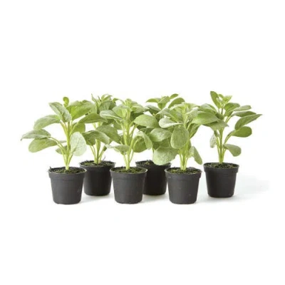 Napa Home & Garden Sage Drop-in 6.5" , Set Of 6 In Green