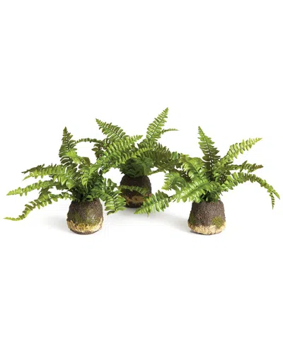 NAPA HOME & GARDEN NAPA HOME & GARDEN SET OF 3 BOSTON FERN DROP-INS