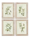 Napa Home & Garden Set Of 4 Framed Olive Leaf Botanical Prints