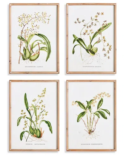Napa Home & Garden Set Of 4 Orchid Assortment Study In Beige