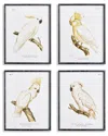 Napa Home & Garden Set Of 4 Parrot Study In White In Black