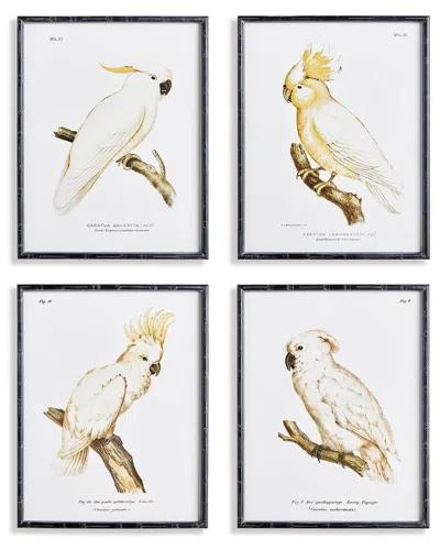 Napa Home & Garden Set Of 4 Parrot Study In White In Black