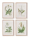 Napa Home & Garden Set Of 4 Vintage Botanical Study Prints