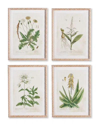 Napa Home & Garden Set Of 4 Vintage Botanical Study Prints