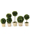 Napa Home & Garden Set Of 5 Mini Topiaries