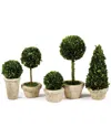 Napa Home & Garden Set Of 5 Topiaries Potted