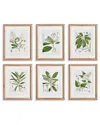 Napa Home & Garden Set Of 6 Classic Flower & Leaf Study In Beige