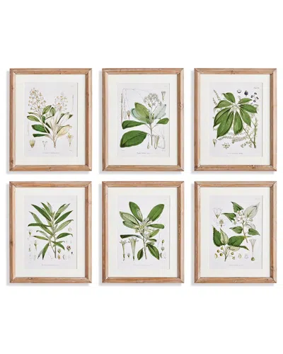 Napa Home & Garden Set Of 6 Classic Flower & Leaf Study In Beige
