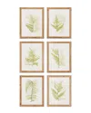 Napa Home & Garden Set Of 6 Fern Study Prints