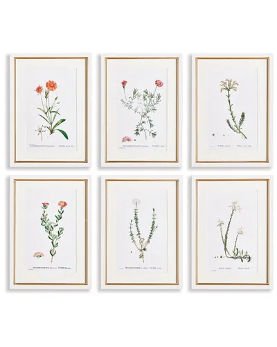 Napa Home & Garden Set Of 6 Flower Studies In Shades Of Blush In Beige