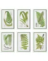 Napa Home & Garden Set Of 6 Layered Fern Prints