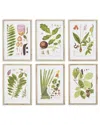 Napa Home & Garden Set Of 6 Leaf Botanical Study Prints