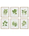Napa Home & Garden Set Of 6 Tree Leaf Study Prints