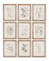 Napa Home & Garden Set Of 9 Botanical Illustrations