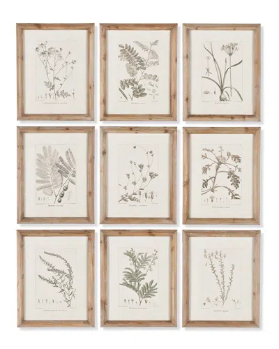 Napa Home & Garden Set Of 9 Botanical Illustrations