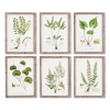 Napa Home & Garden Set Of 6 Shade Garden Study Prints In Green