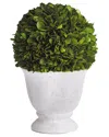 Napa Home & Garden Small Boxwood Ball Topiary In Pot