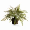 Napa Home & Garden Soft Fern Drop-in 18.5" In Green
