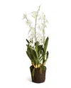Napa Home & Garden Spider Orchid Drop-in In White