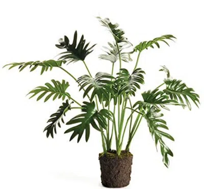 Napa Home & Garden Split Leaf Selloum Drop-in 22.5" In Green