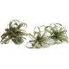 Napa Home & Garden Tillandsia Set Of 3 In Green