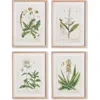 Napa Home & Garden Vintage Botanical Study Set Of 4 In Brown