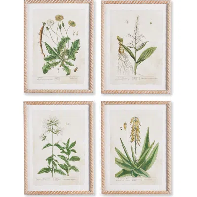 NAPA HOME & GARDEN NAPA HOME & GARDEN VINTAGE BOTANICAL STUDY SET OF 4