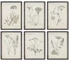 Napa Home & Garden Wildflower Study, Set Of 6 Wall Art
