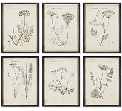 Napa Home & Garden Wildflower Study, Set Of 6 Wall Art In White