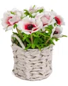 National Tree Company 10in White Anemone Flower Bouquet In White Basket In White