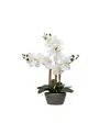 Nature's Elements Desktop Artificial Orchid Arrangement In Cement, 22" In Gray